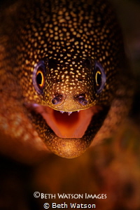 Golden Tail Moray (Gymnothorax miliaris)
Bonaire, Nether... by Beth Watson 